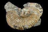 Wide, Cretaceous Ammonite Fossil Association - Australia #113158-3